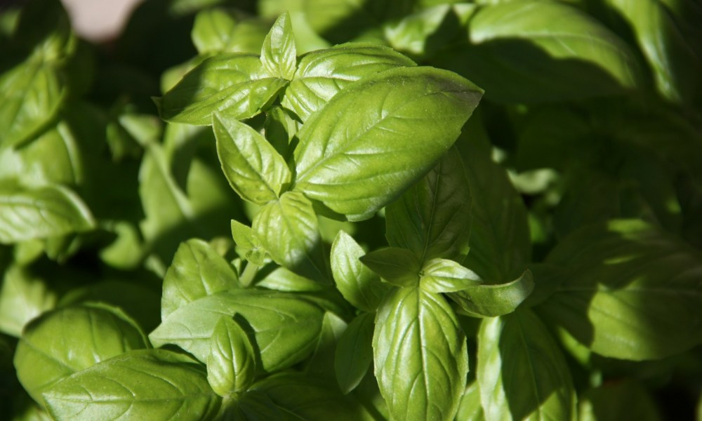 Basil plant bathed in sunlight