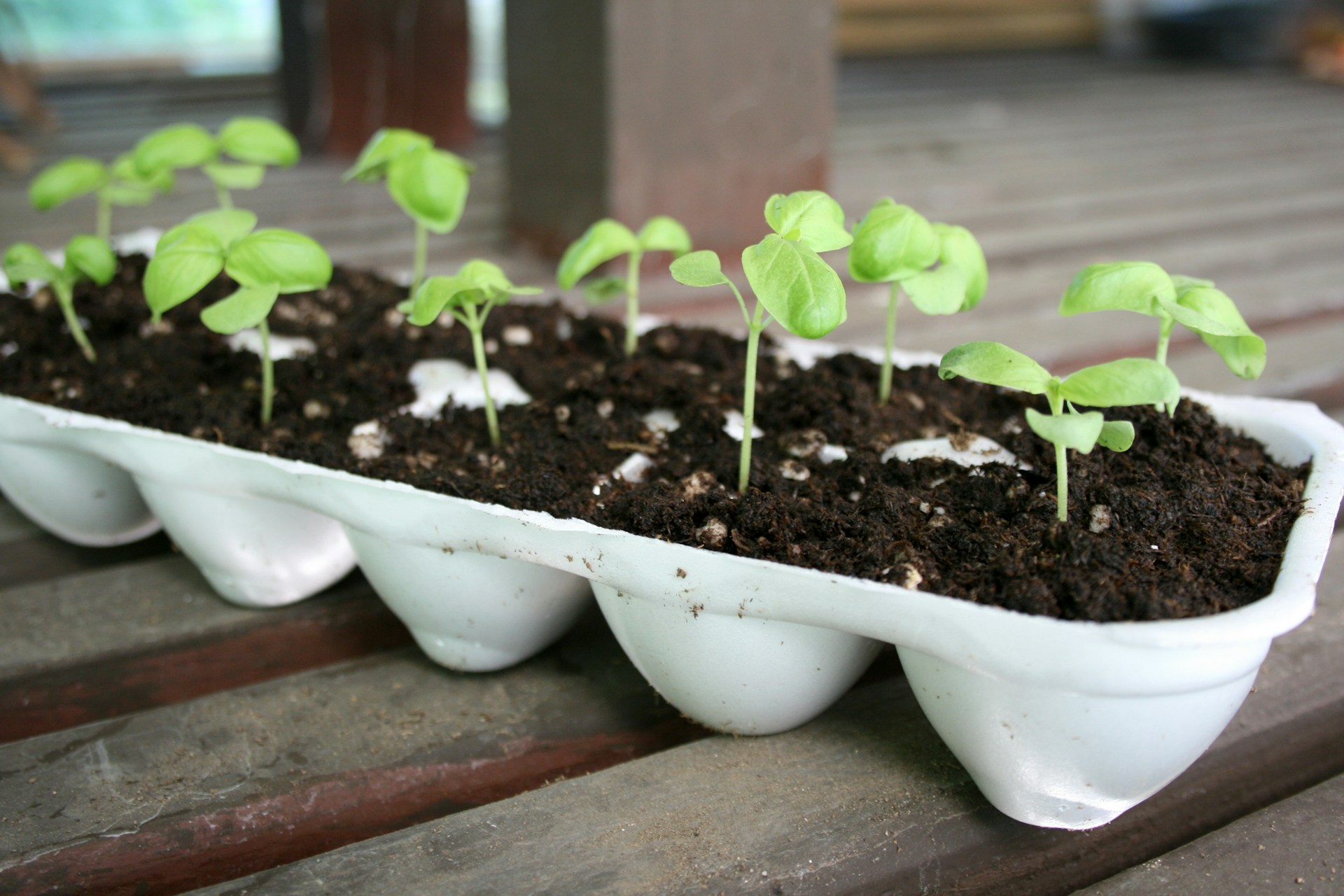 How To Grow Basil Indoors HappySprout   Kamala Bright 6wzgqujM4K8 Unsplash 