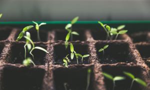 Seedlings in plant tray