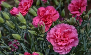 Pink carnation flowers