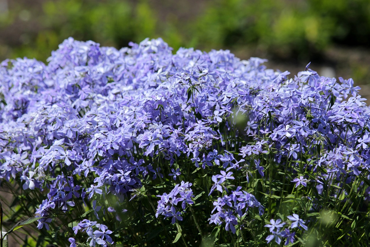Blue phlox flowers