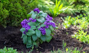 A heliotrope plant growing in a garden