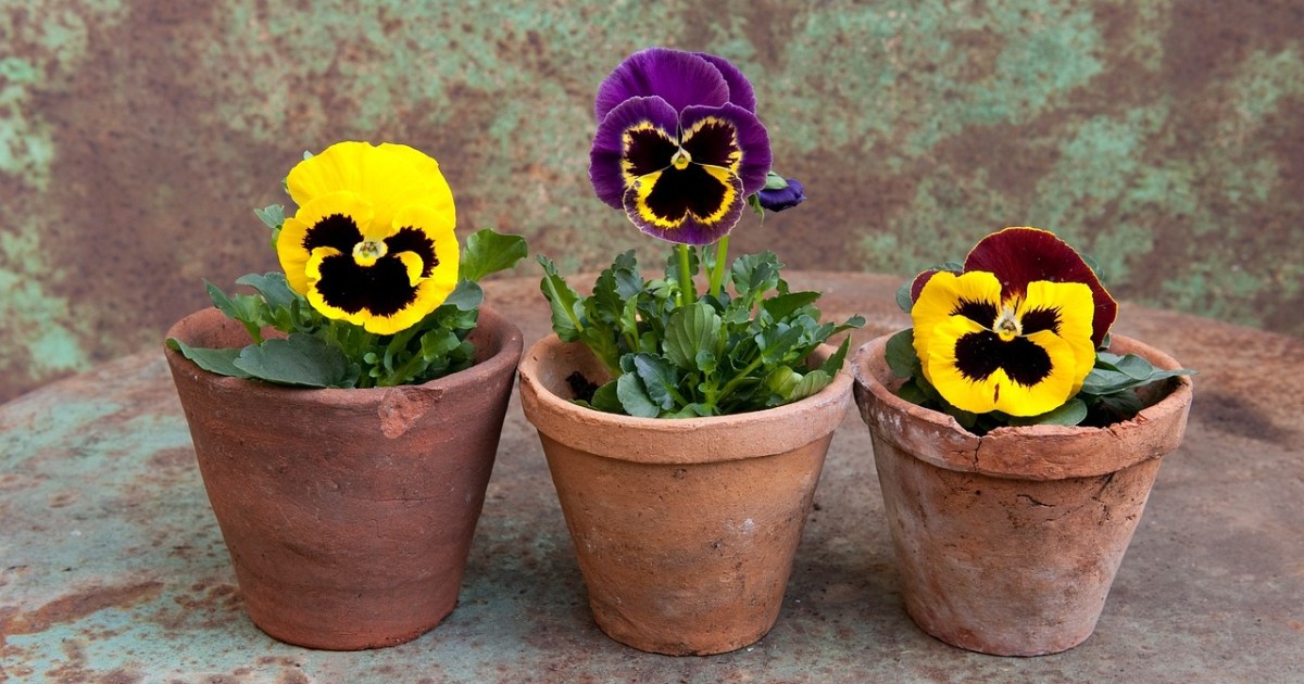 Pansies: A complete care guide | HappySprout