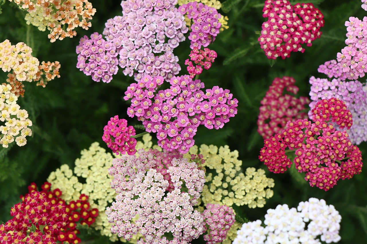 Pink, white, and yellow yarrow flowers.