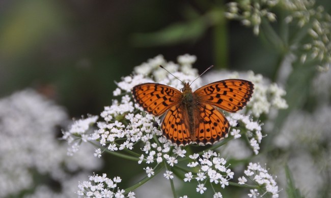 An orange and black butterfly on white yarrow flowers