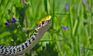 Brown and black snake near some purple flowers