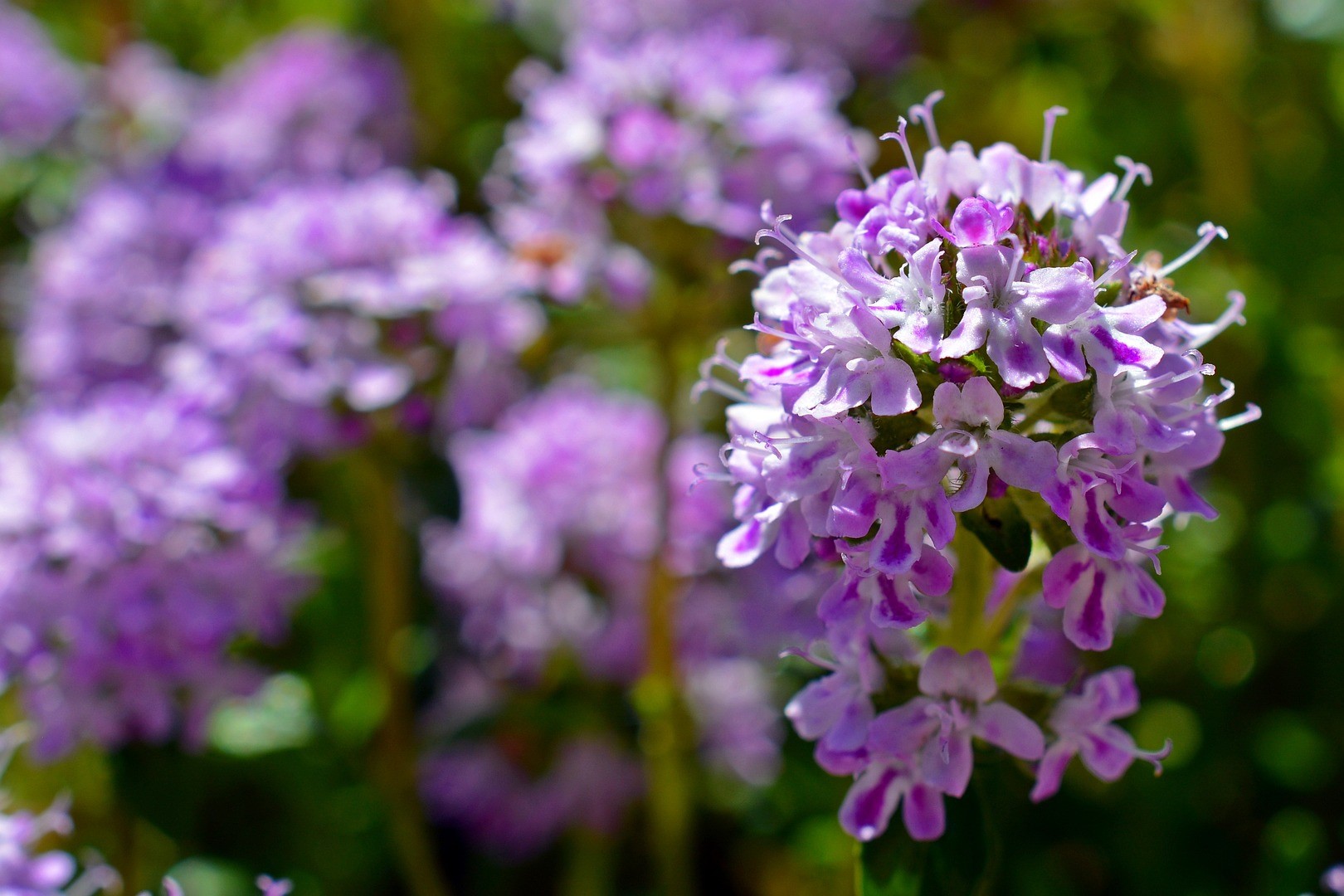 Purple creeping thyme flowers
