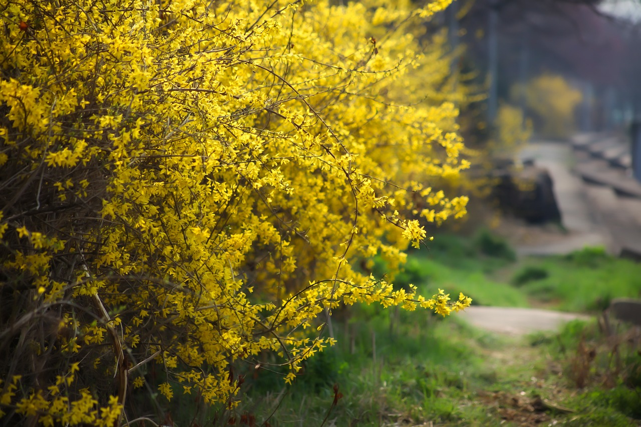 How to care for your forsythia bush | HappySprout