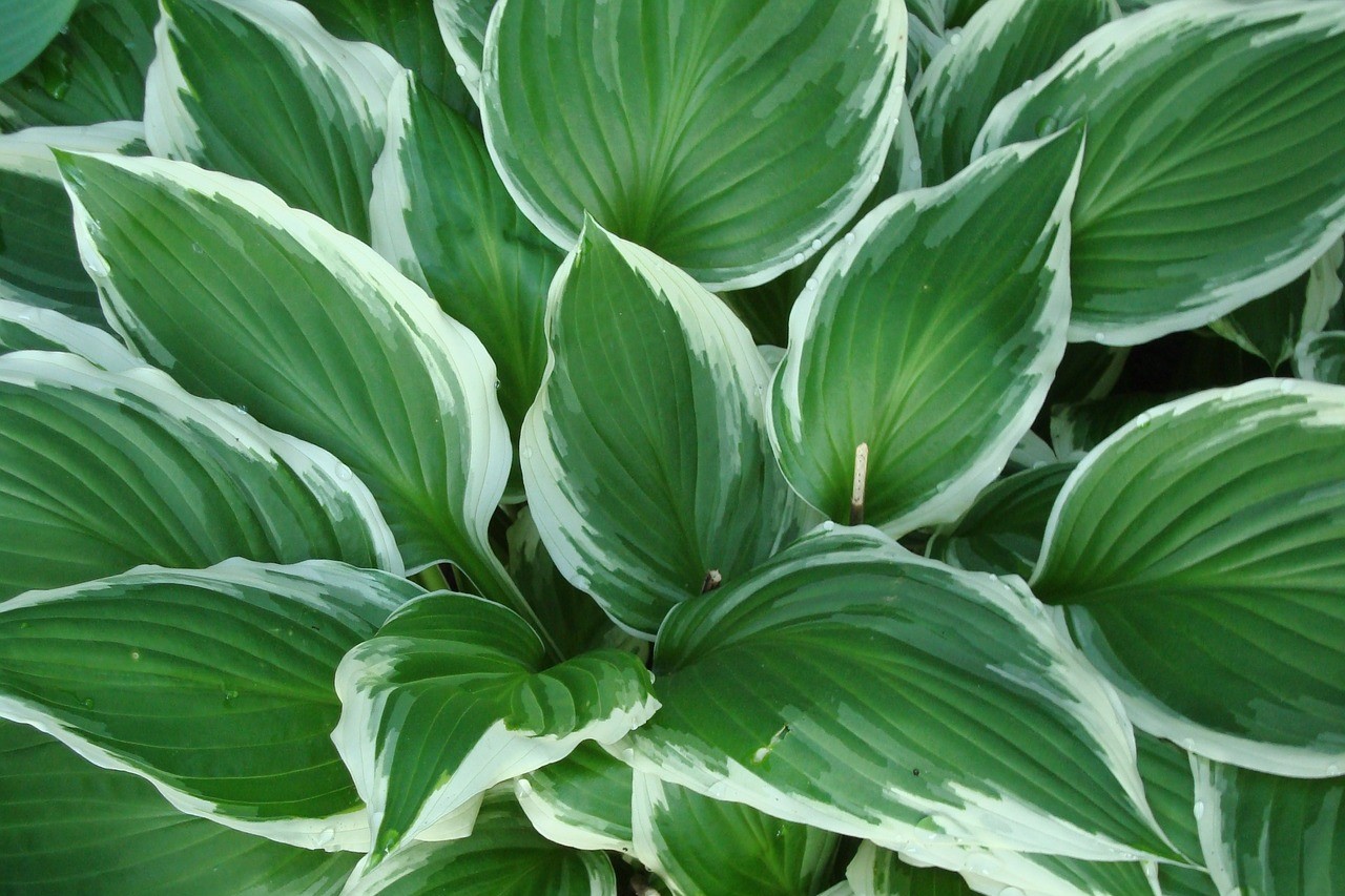 Green and white hosta plants