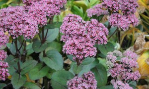 Pink sedum flowers