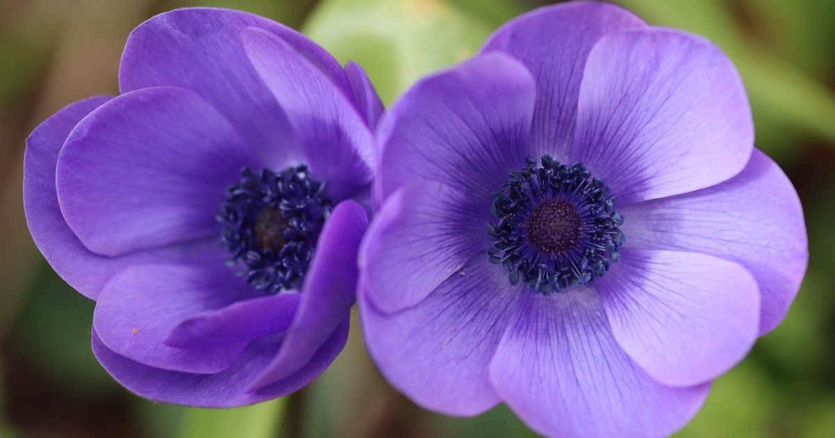 How to care for anemone flowers | HappySprout