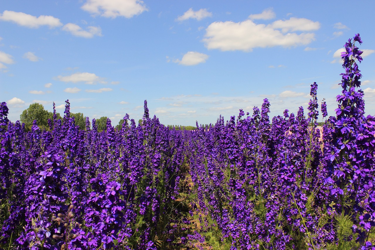 Larkspur flower care: A complete guide | HappySprout