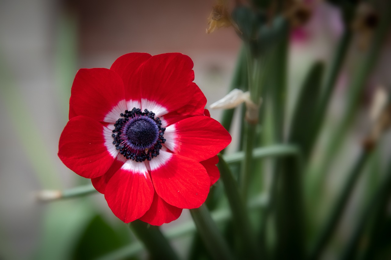 A red anemone flower with a ring of white around the center