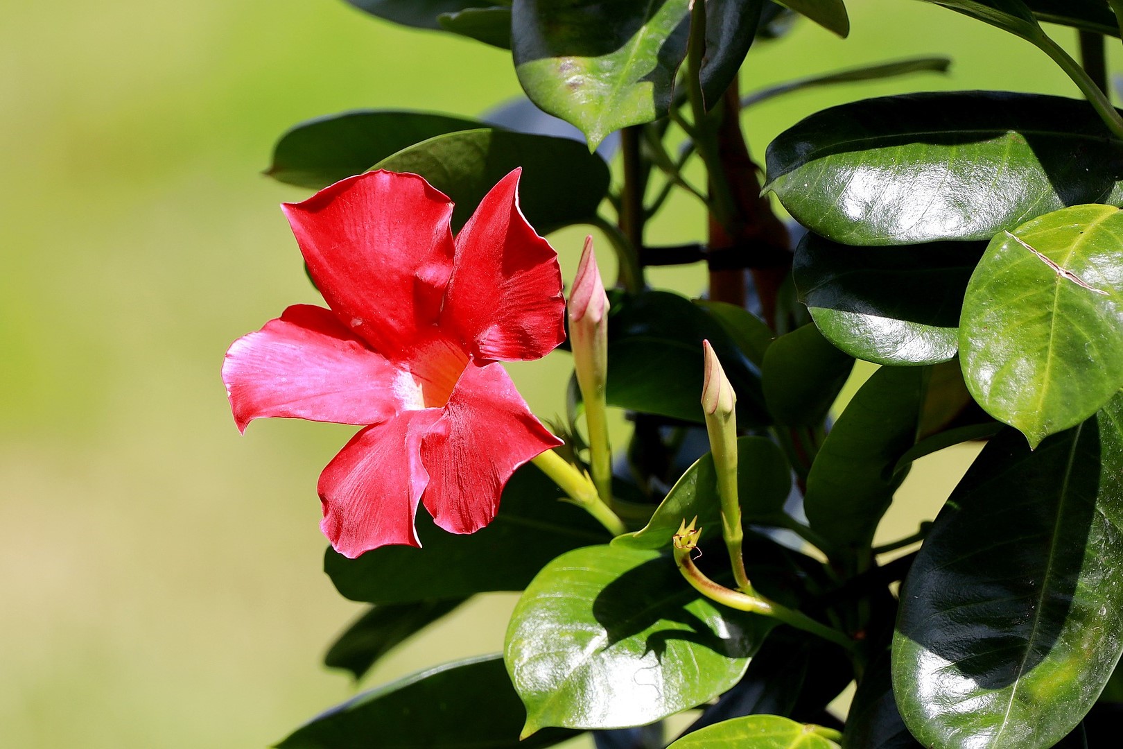 A mandevilla plant with one red flower