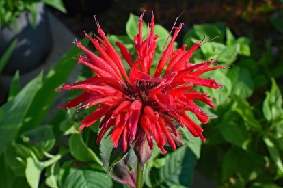 Bee balm: A complete guide | HappySprout