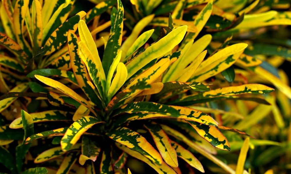 Yellow and green croton plant