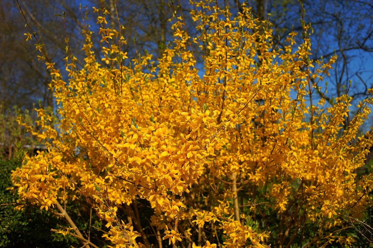 How to care for your forsythia bush | HappySprout