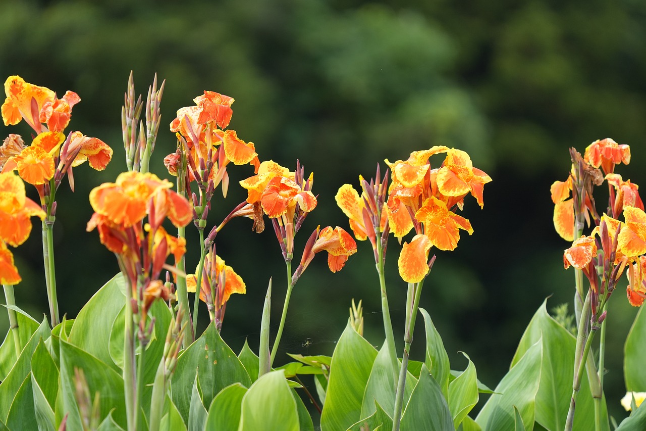 A row of canna lily plants with orange flowers