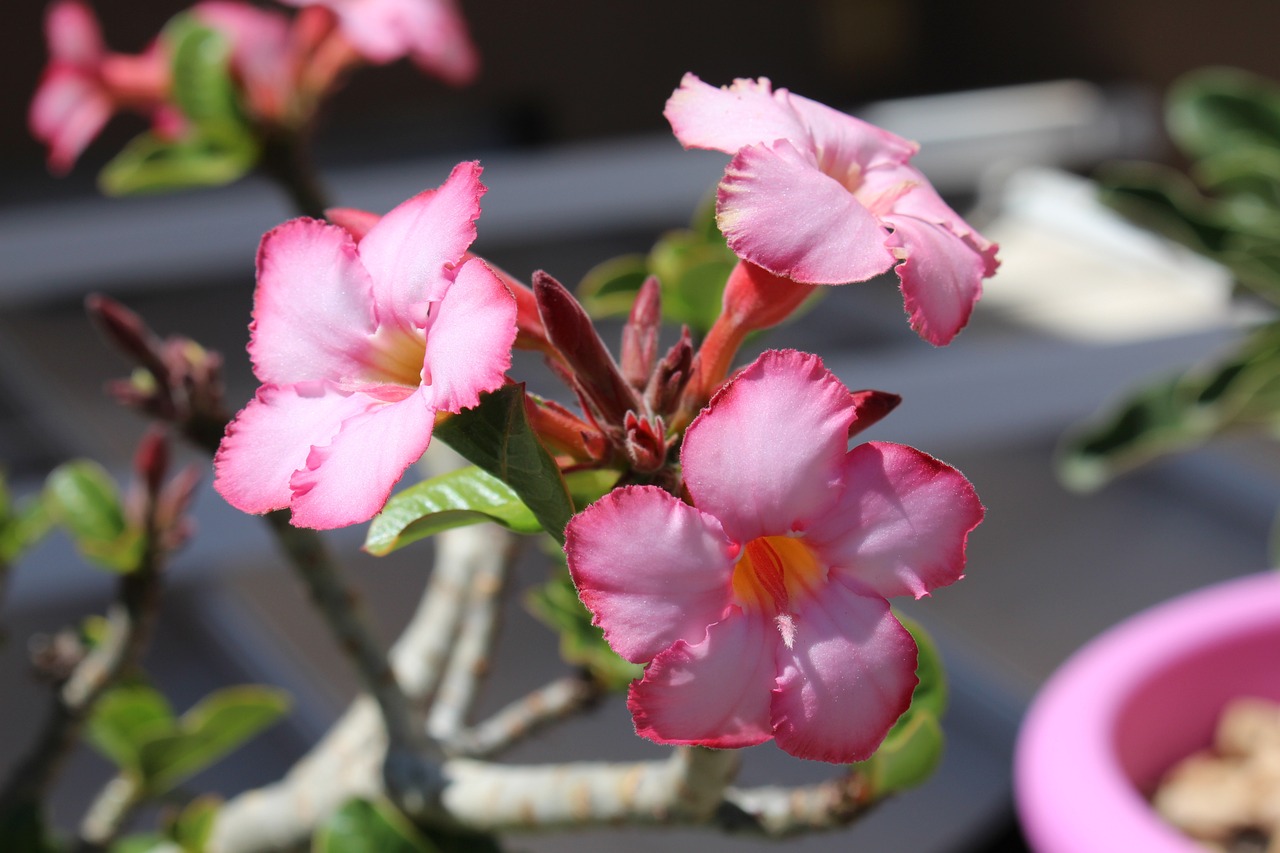 Light pink desert rose flowers