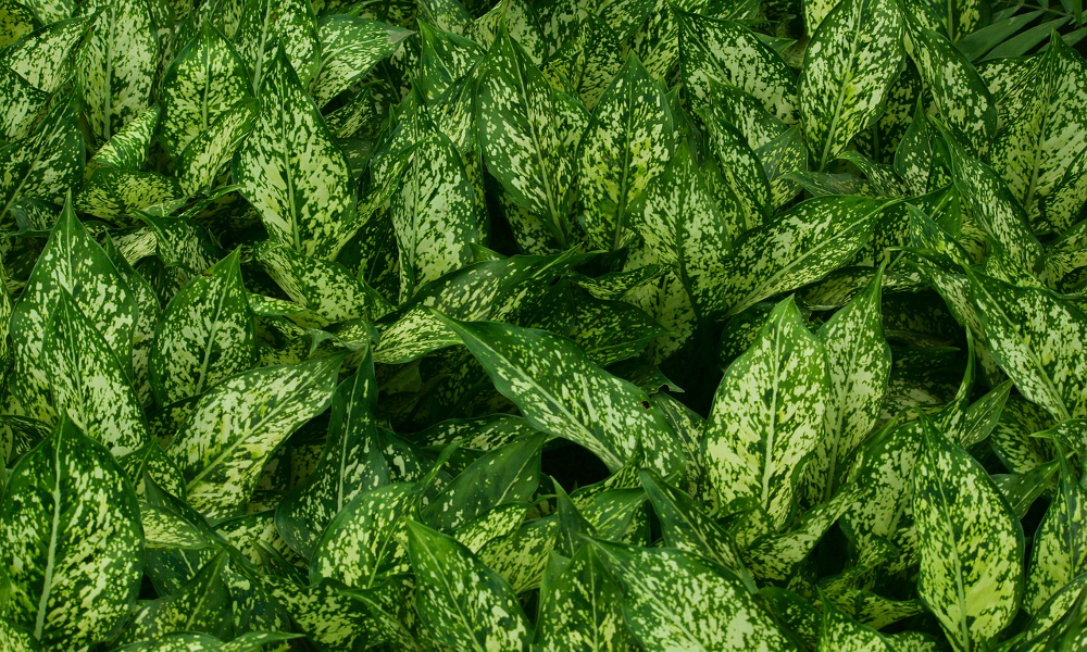 Many aglaonema plants grouped together