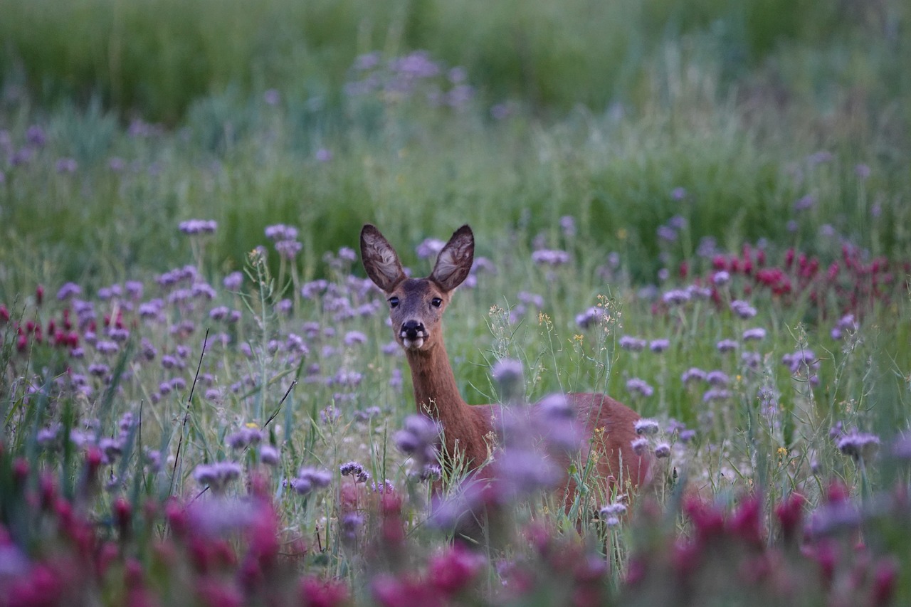 A deer in a field of purple flowers