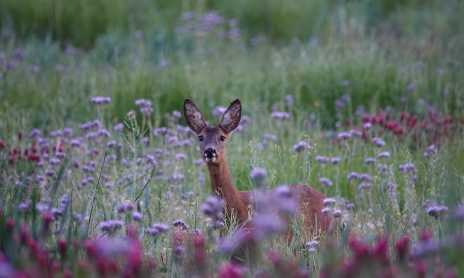 A deer in a field of purple flowers