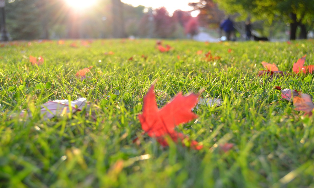 A grass lawn with autumn leaves