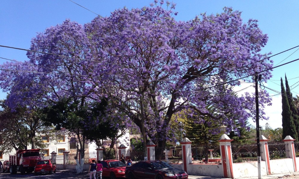 A jacaranda tree beside a road