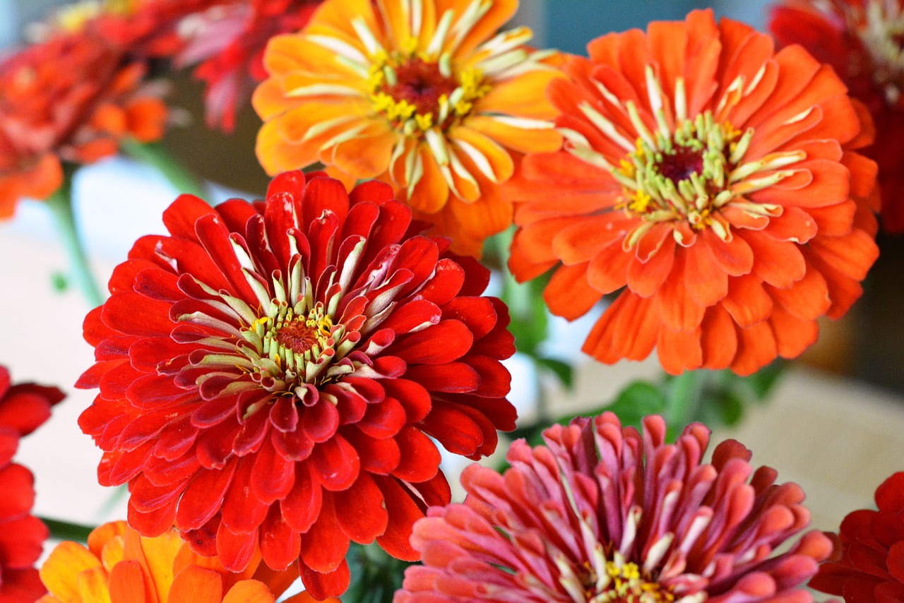 Orange and red zinnias