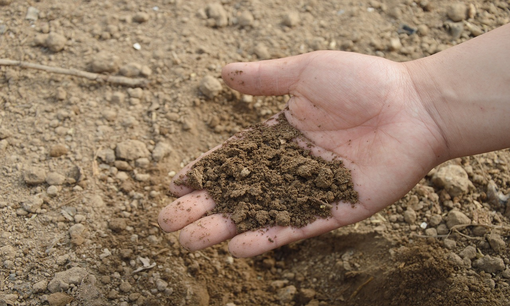 A person holding soil or dirt in their hand