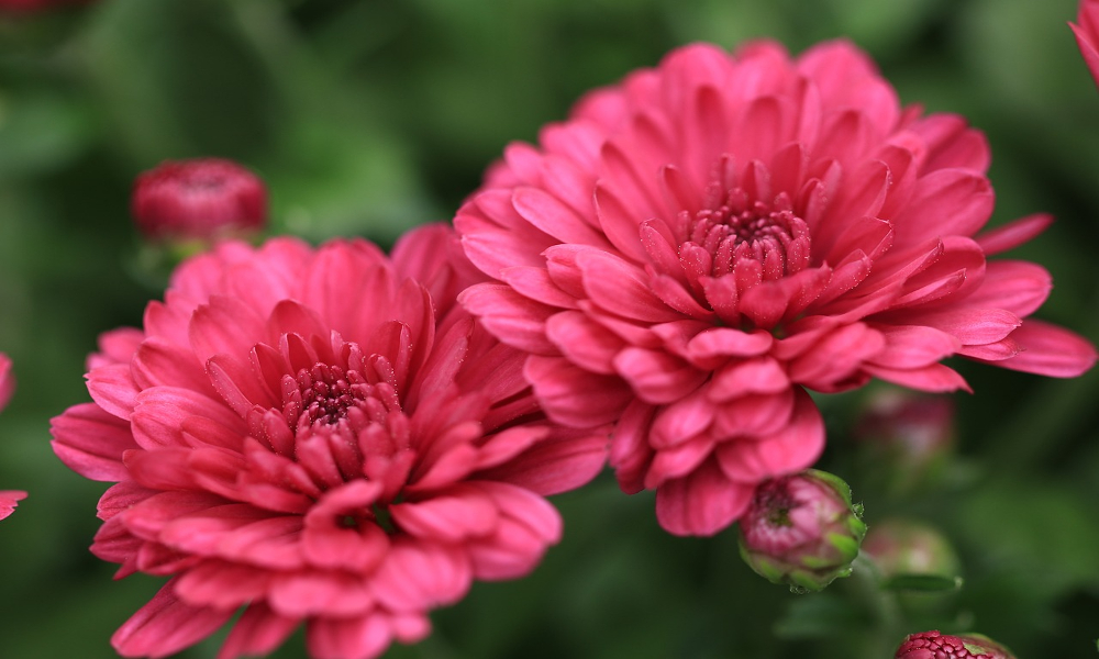 Pink mum flowers