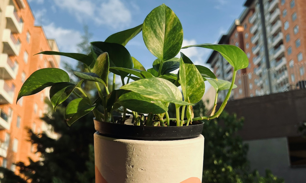 A pothos plant in a white and brown pot