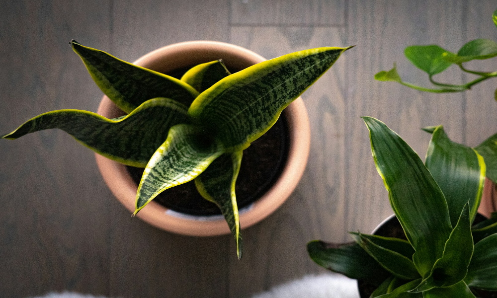 A potted snake plant from above