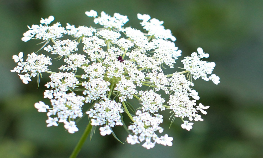 A Queen Anne's lace flower