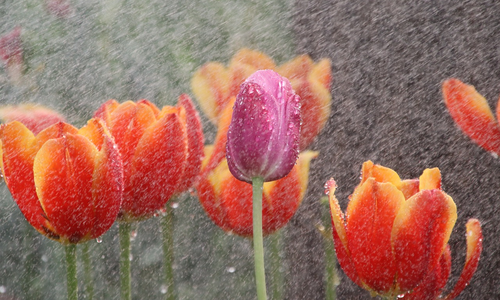 Tulips in the rain