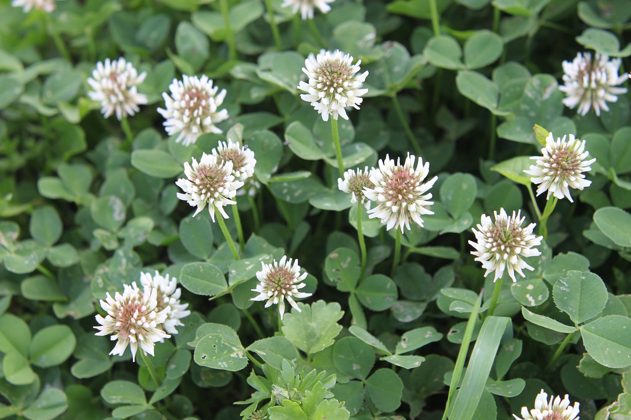 White clover flowers