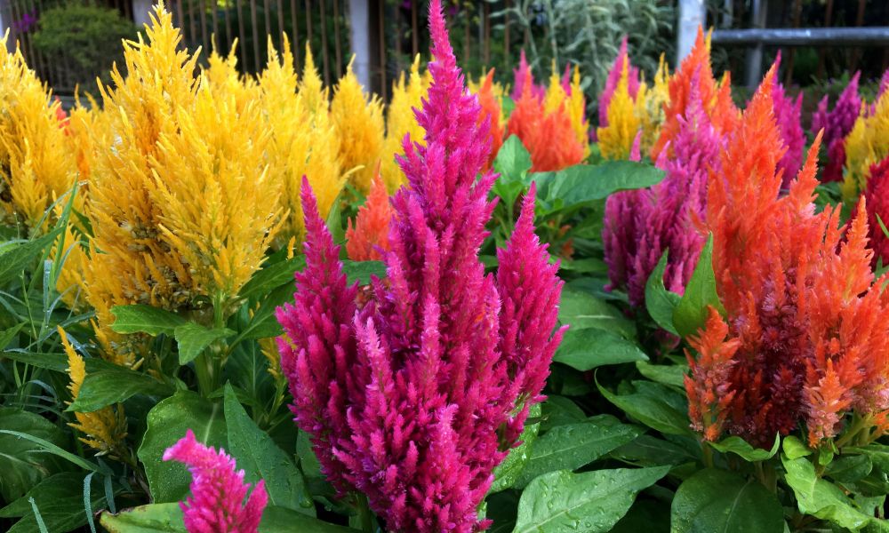 Orange, yellow, and purple celosia