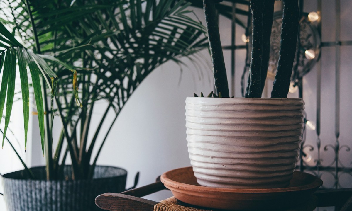 Potted areca palm tree and another small potted plant