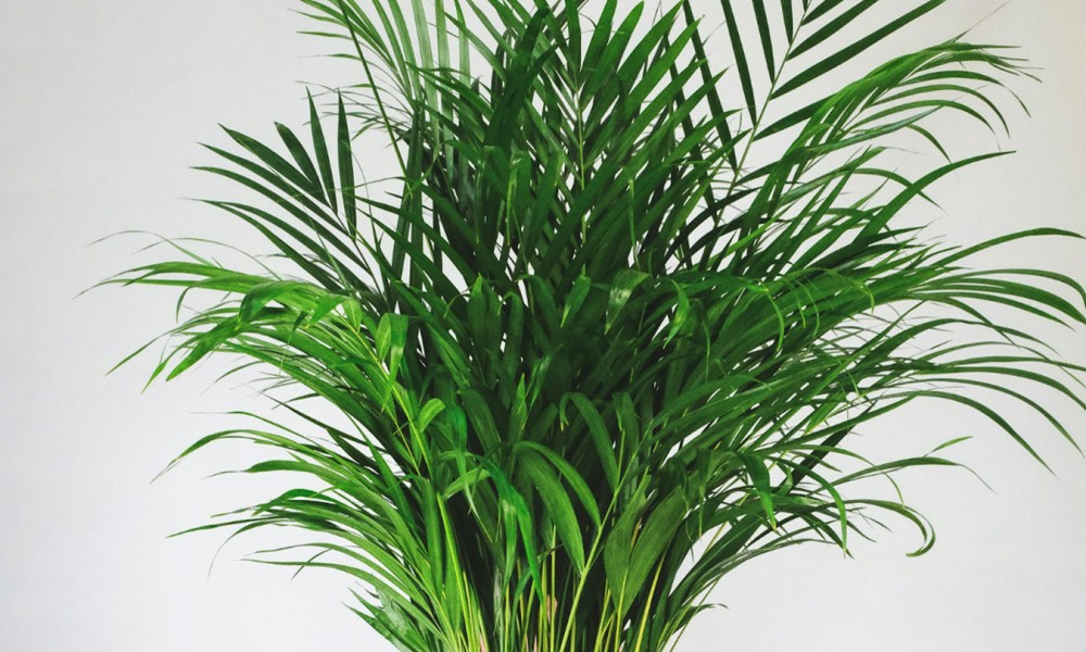 An areca palm tree