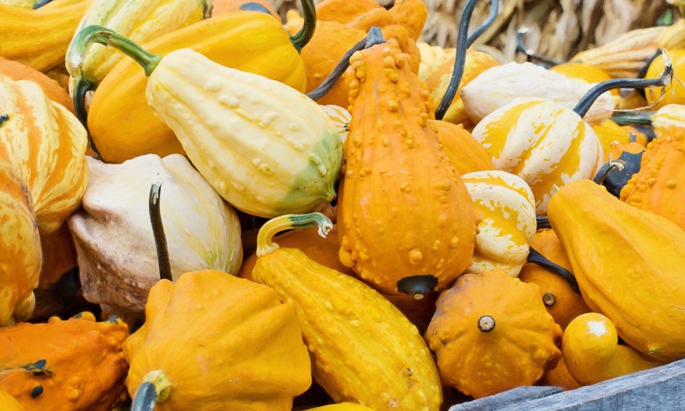 Assorted fall squash in a bin