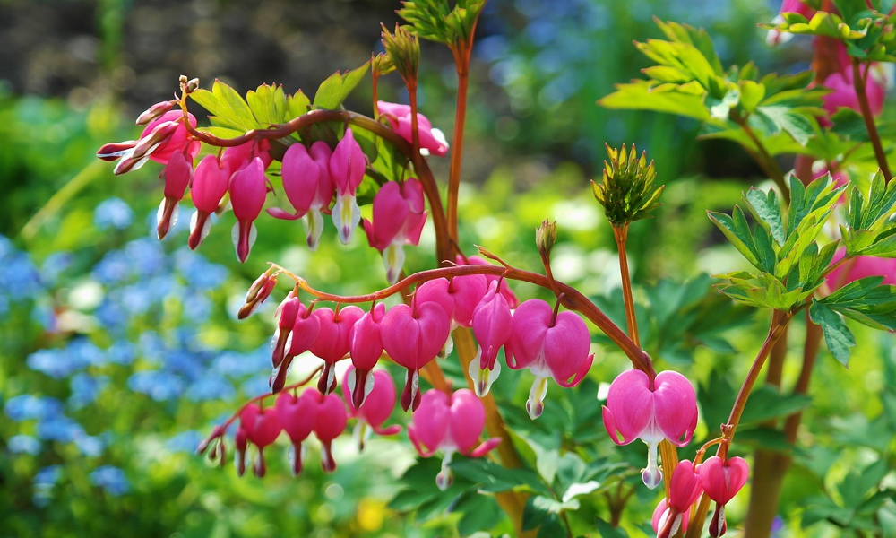 bleeding heart flower care guide flowers