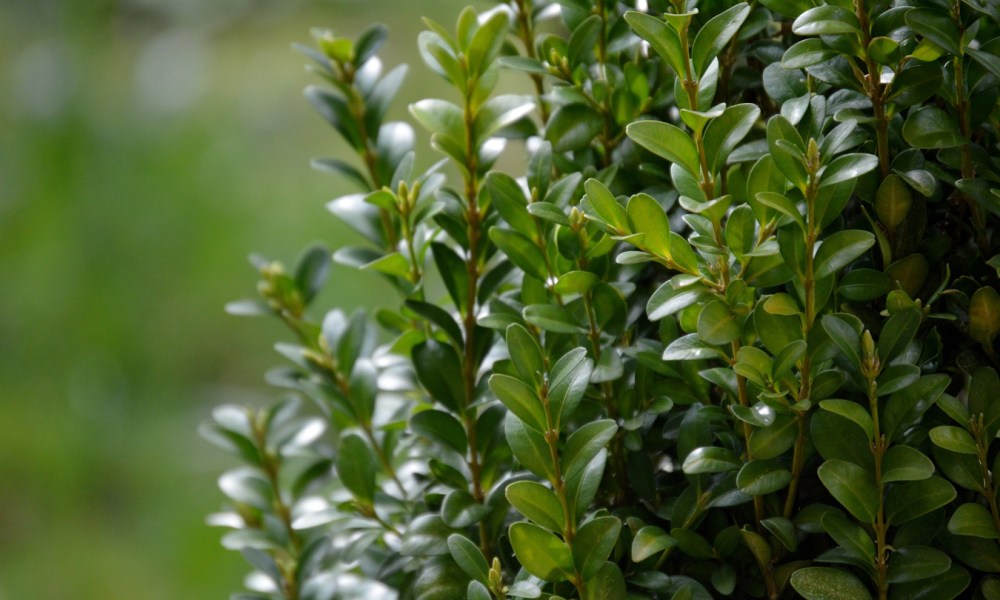 Boxwood branches