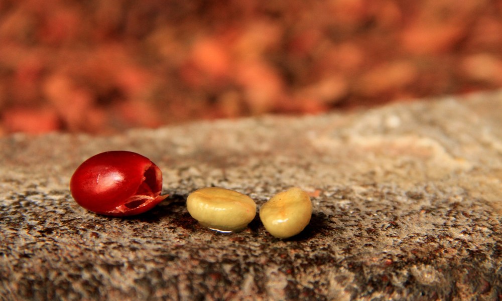 A coffee cherry with two coffee beans next to it.