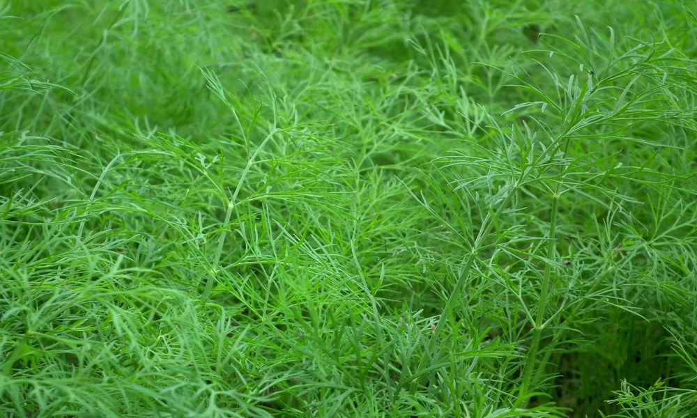 Dill leaves