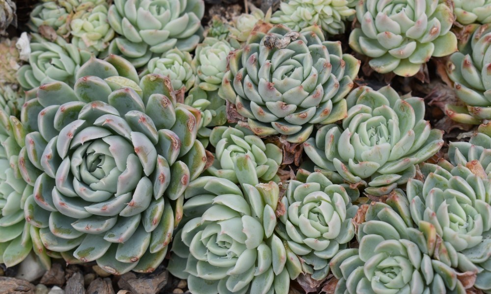 Echeveria plants