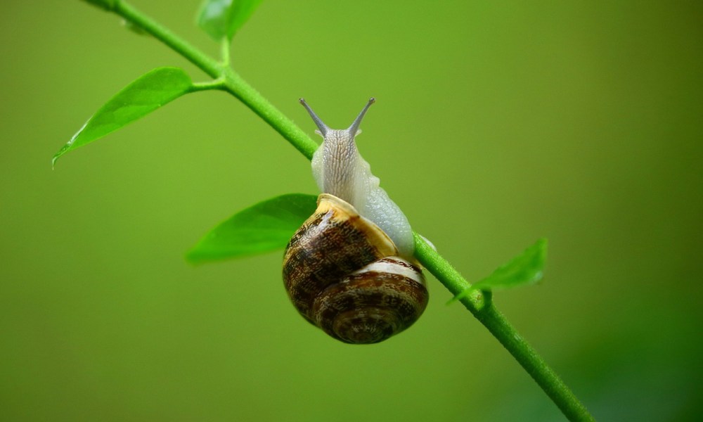 A snail on a plant's stem with small leaves