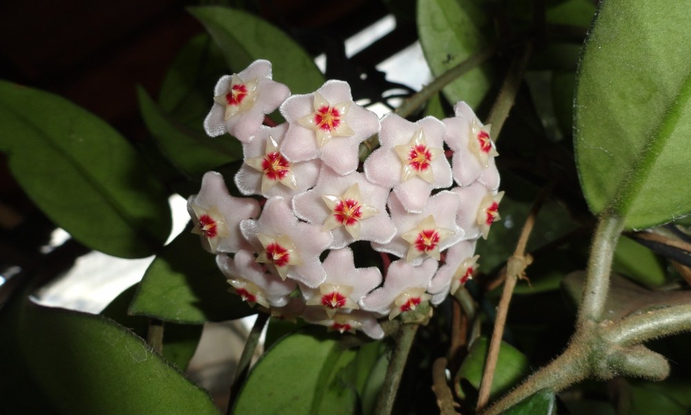 hoya plant care guide flowers and leaves