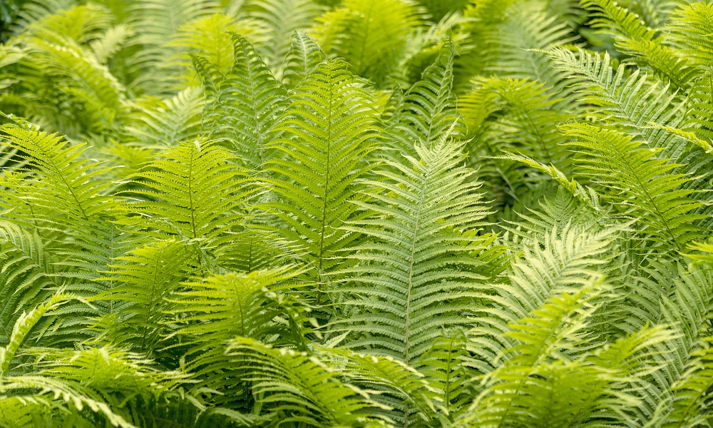 indoor ferns many fern leaves