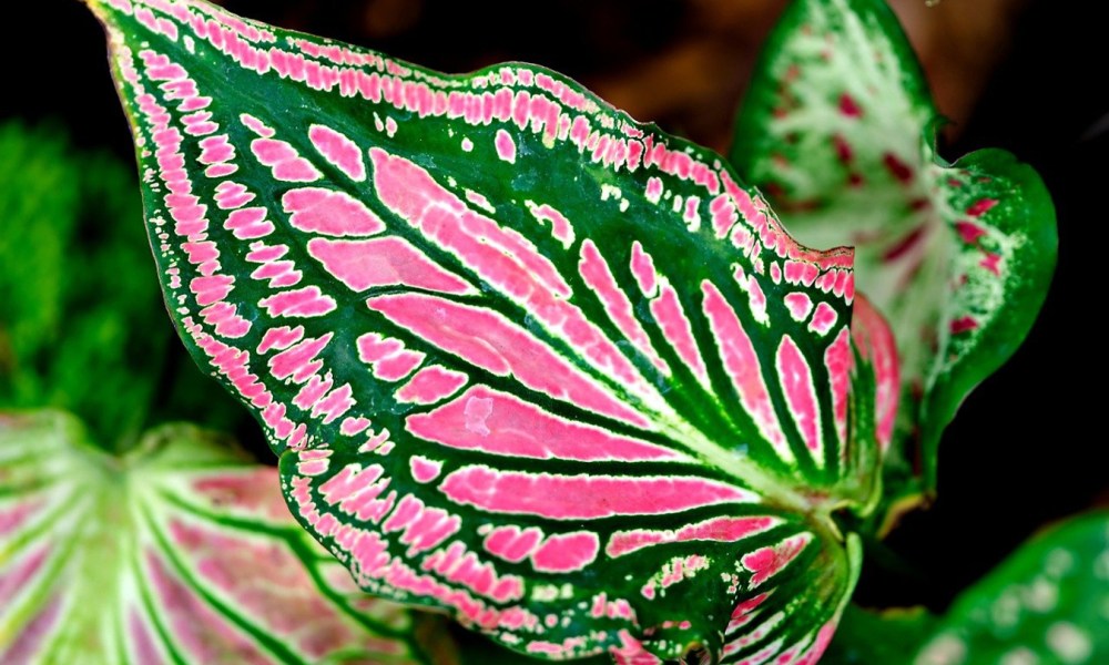 Green and pink patterned caladium leaf