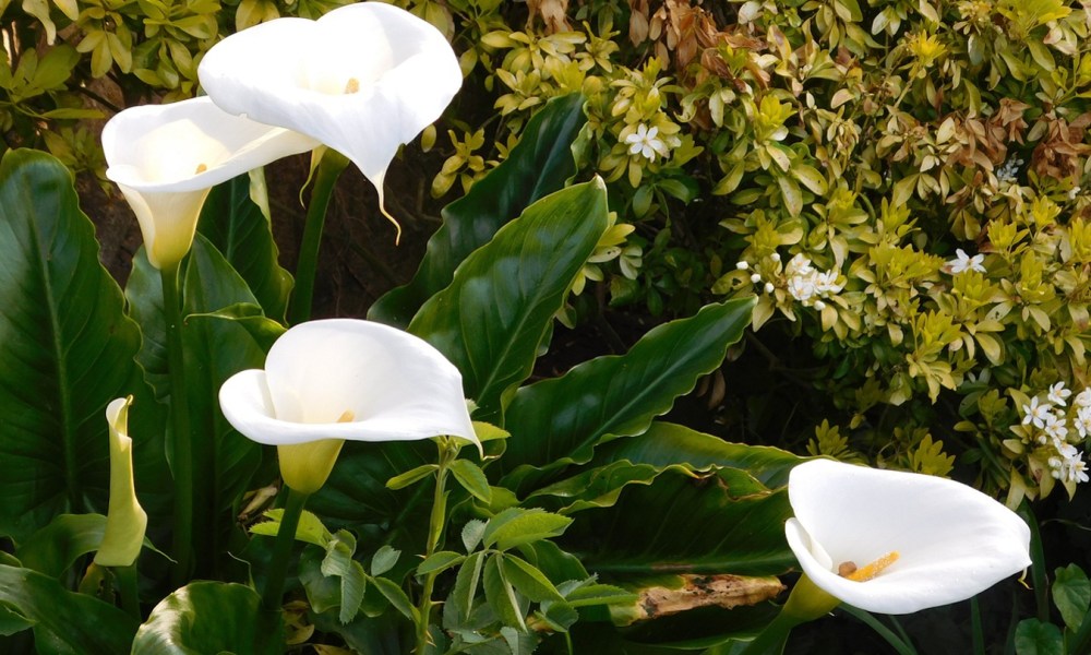 Peace lilies growing outdoors